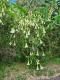 Brugmansia suaveolens