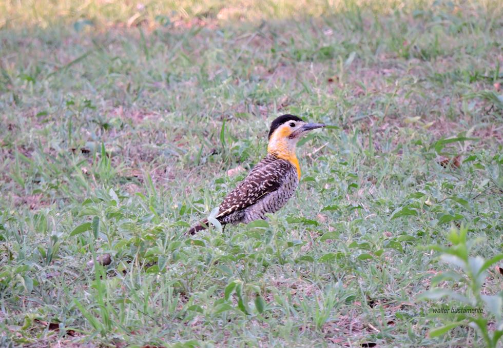 Foto Carpintero Campestre
