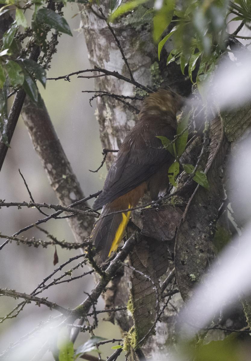 Conoto Aceituna (Psarocolius angustifrons)