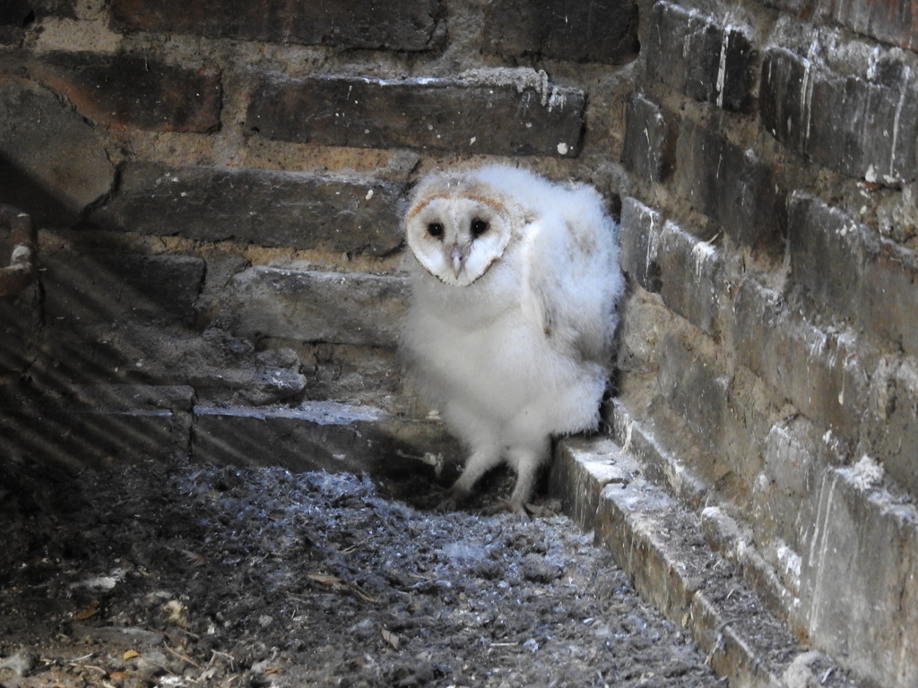 Foto Lechuza de Campanario