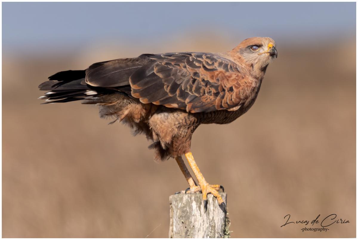 Photo Aguilucho Colorado