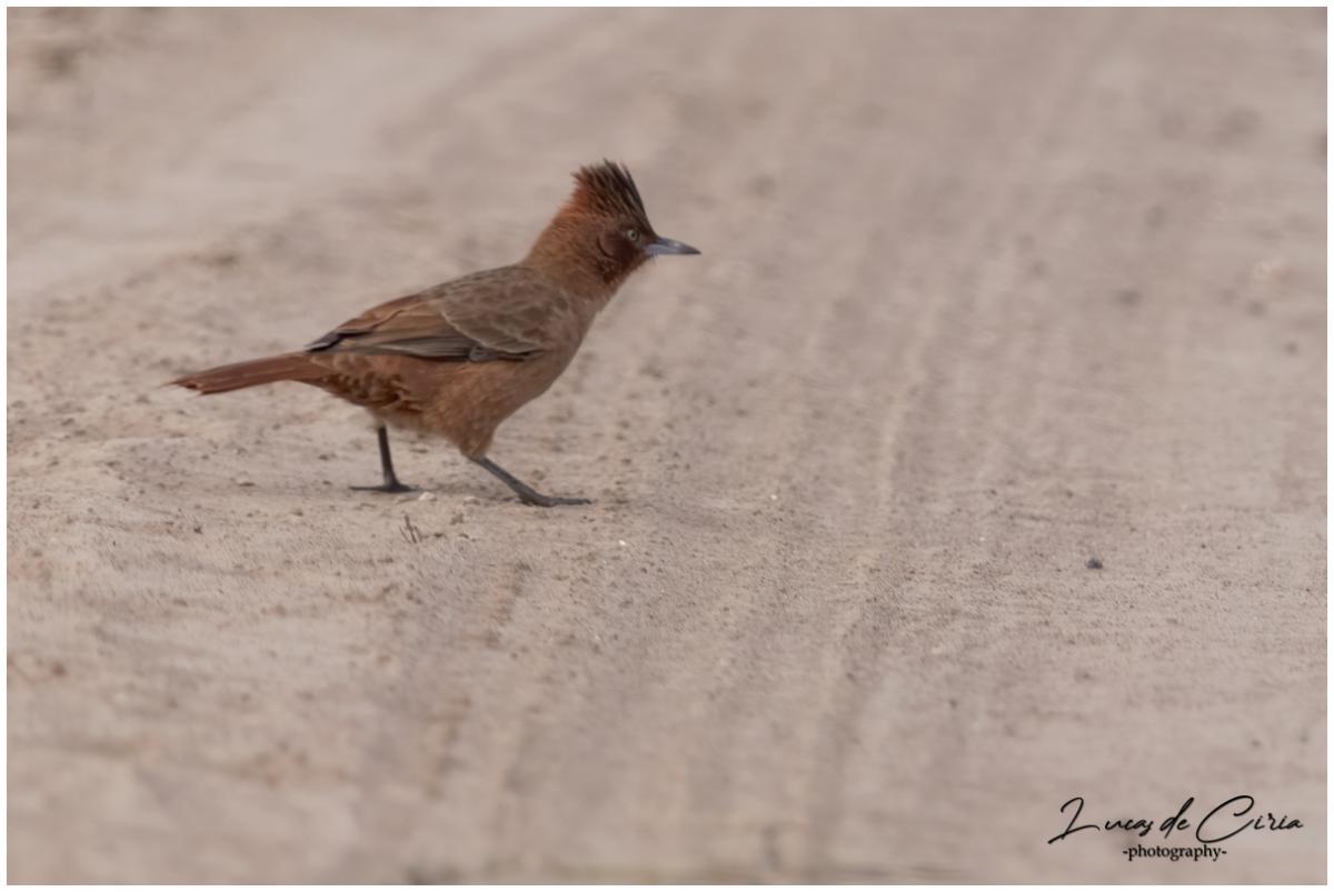 Foto Cacholote Castaño