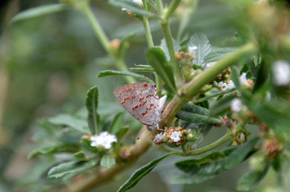 Foto Frotadora Menor Punteada