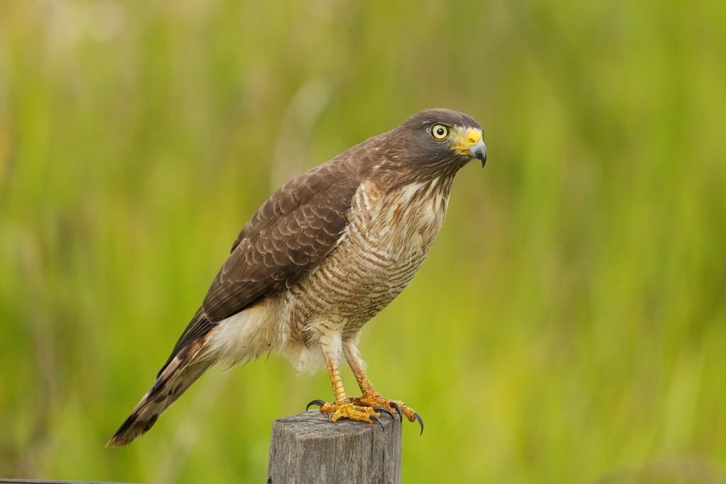 Foto Taguató Común