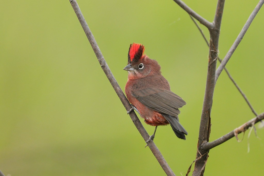 Foto Brasita de Fuego