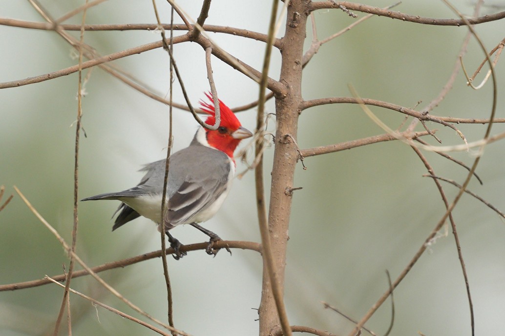 Foto Cardenal Común