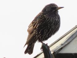 Foto Estornino Pinto