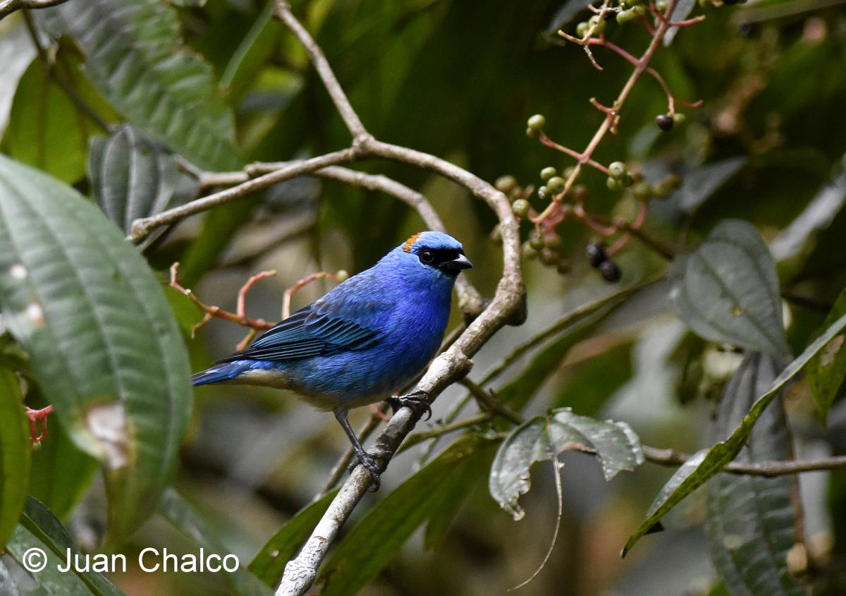 Foto Tangara Nuquidorada