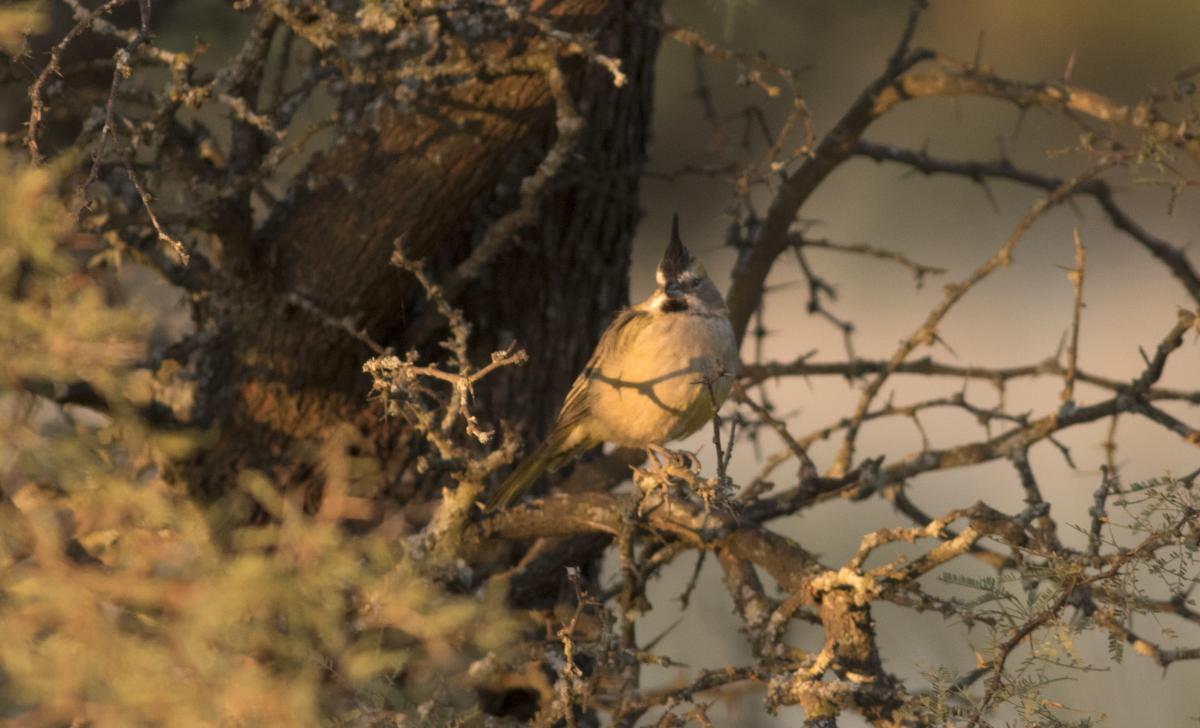 Photo Cardenal Amarillo
