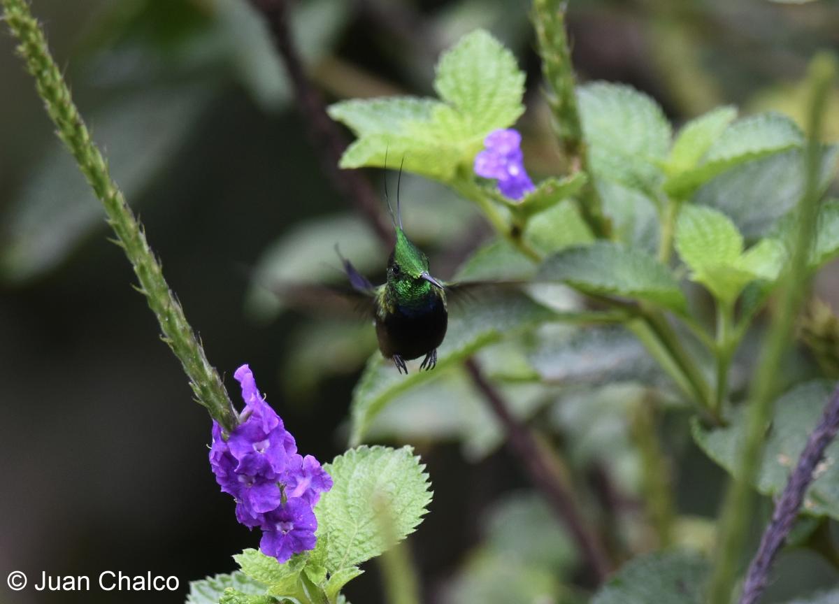 Foto Cola-cerda Crestada