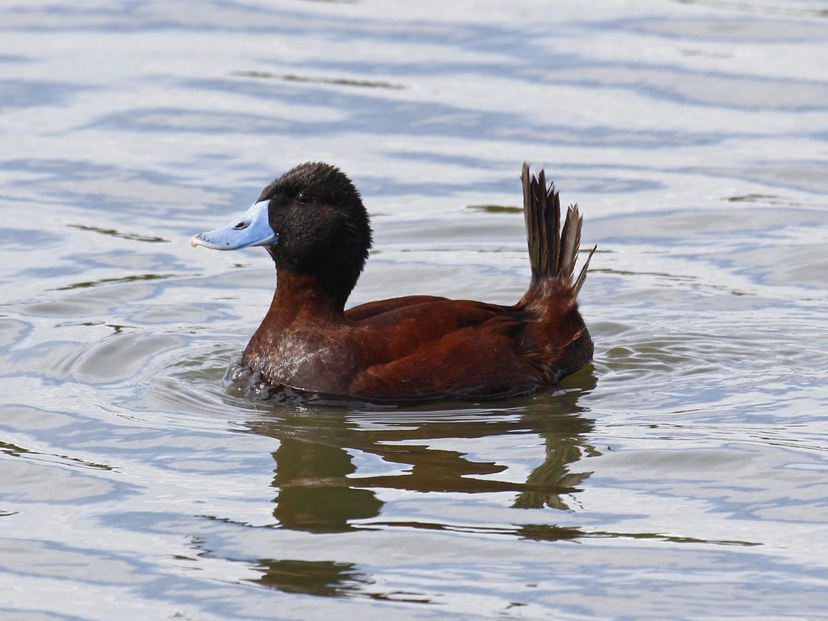 Photo Pato Zambullidor Grande
