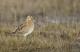 Gallinago magellanica