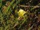 Oenothera affinis