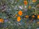 Cosmos sulphureus