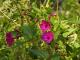 Mirabilis jalapa