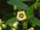 Sida rhombifolia