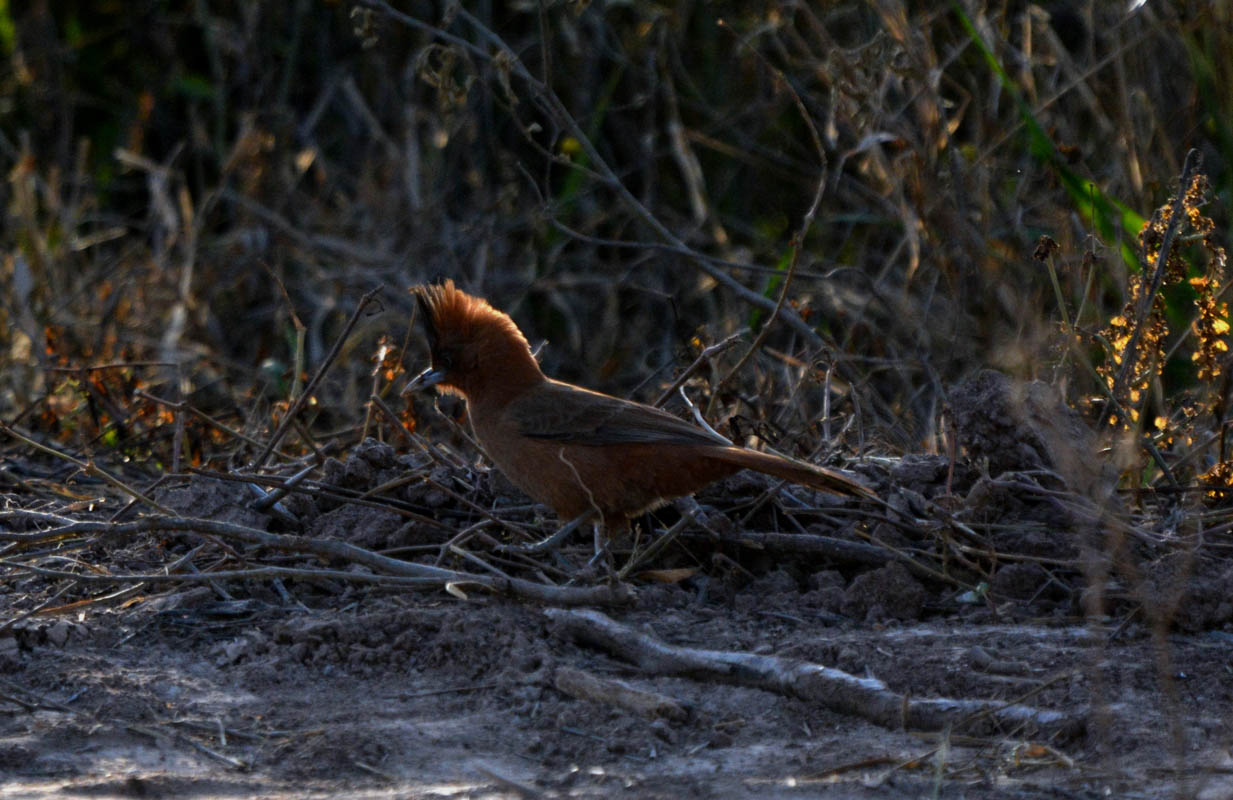 Foto Cacholote Castaño