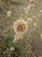 Gomphrena pulchella
