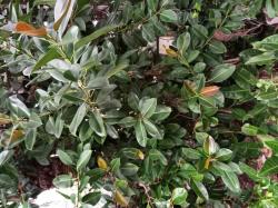 Rubber Fig (Ficus elastica)