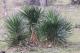Yucca aloifolia