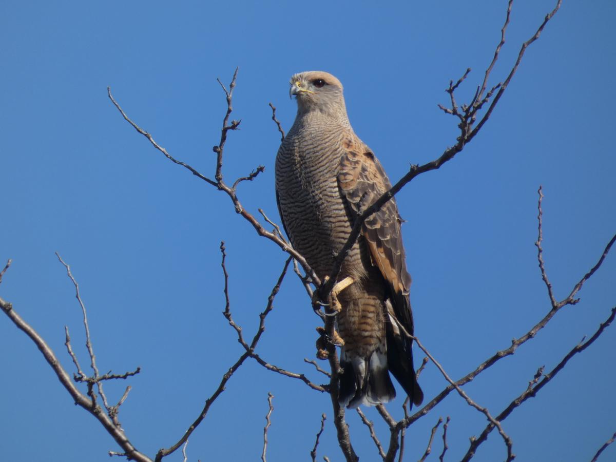 Foto Aguilucho Colorado