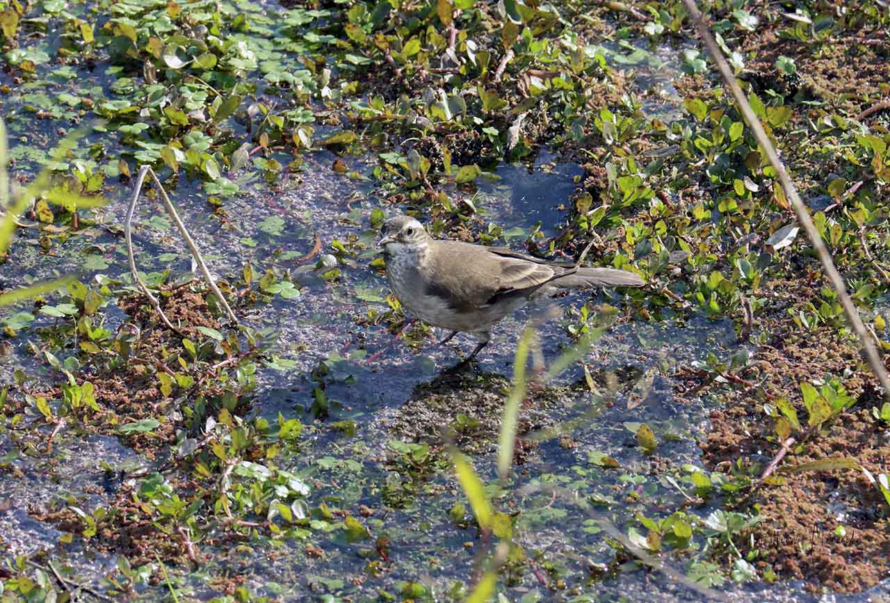 Foto Remolinera Común