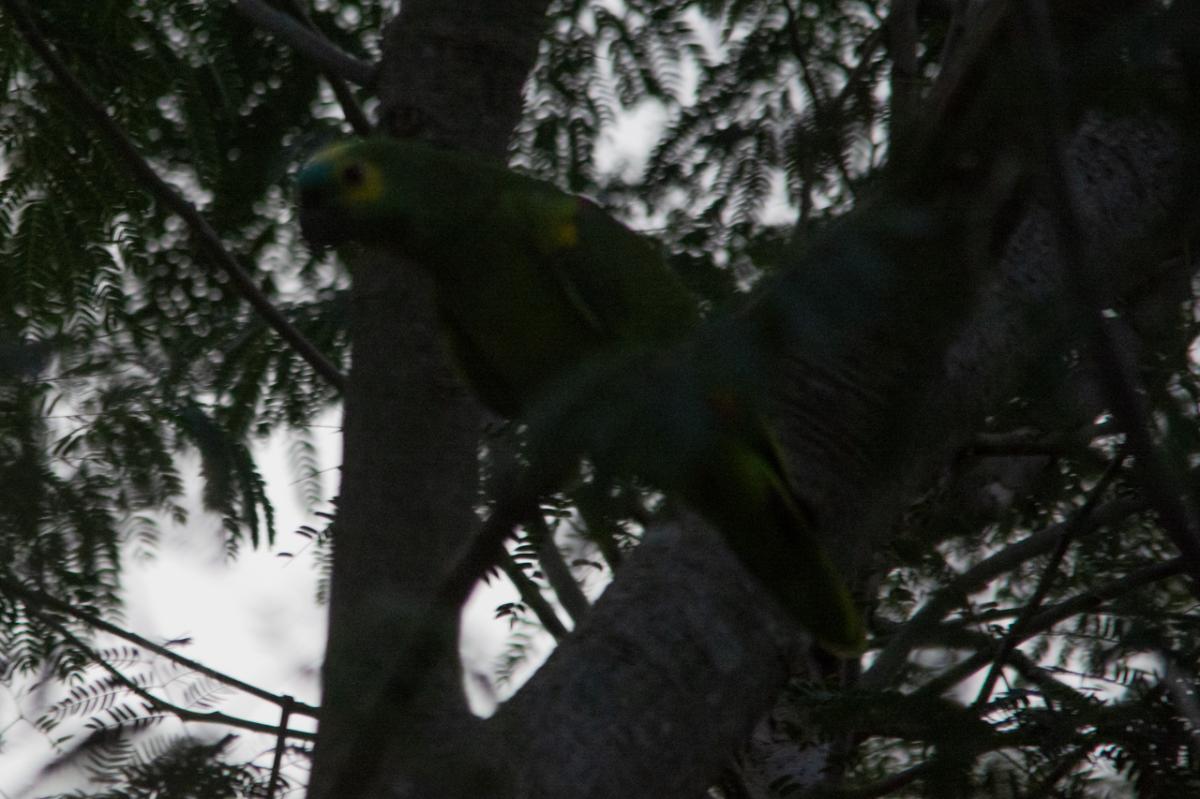 Photo Loro Hablador