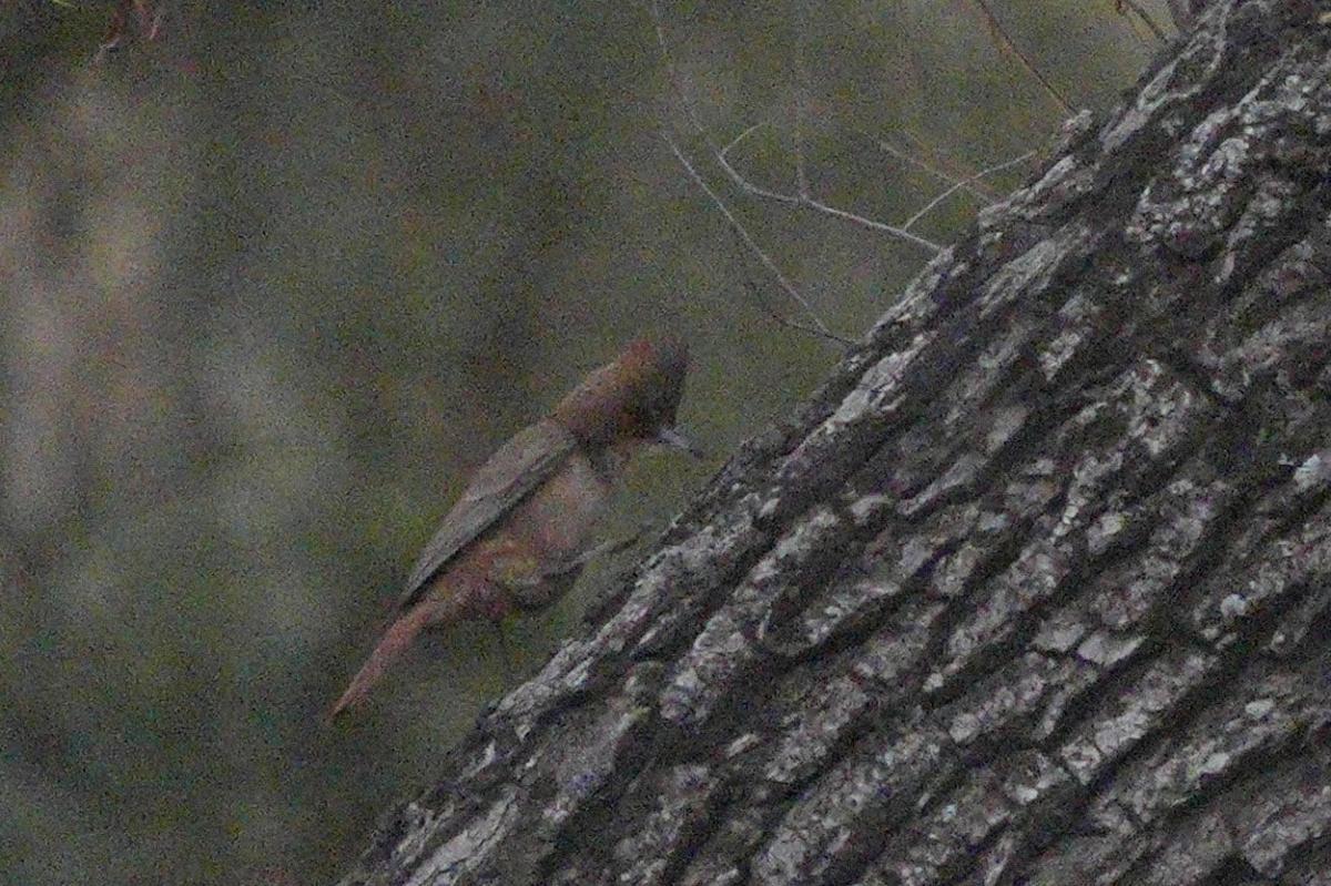 Foto Cacholote Castaño
