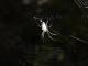 Leucauge volupis