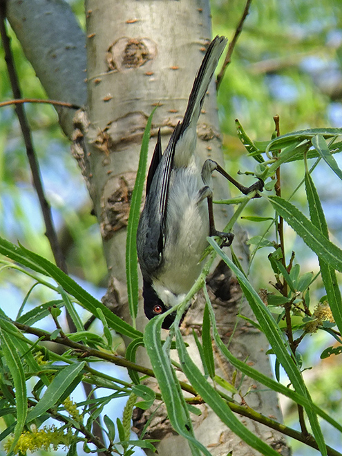 Foto Monterita Cabeza Negra