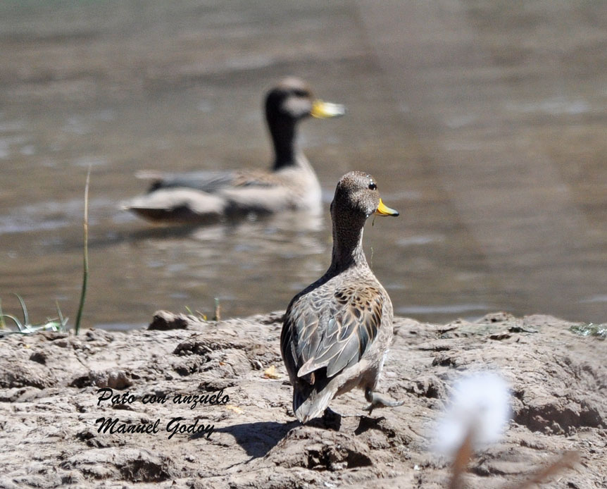 Photo Pato Barcino