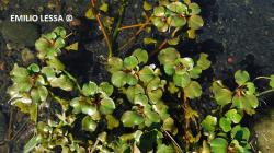  (Ludwigia peploides)