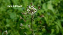 Foto Bolsito De Pastor