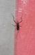 Evania appendigaster