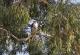 Falco peregrinus