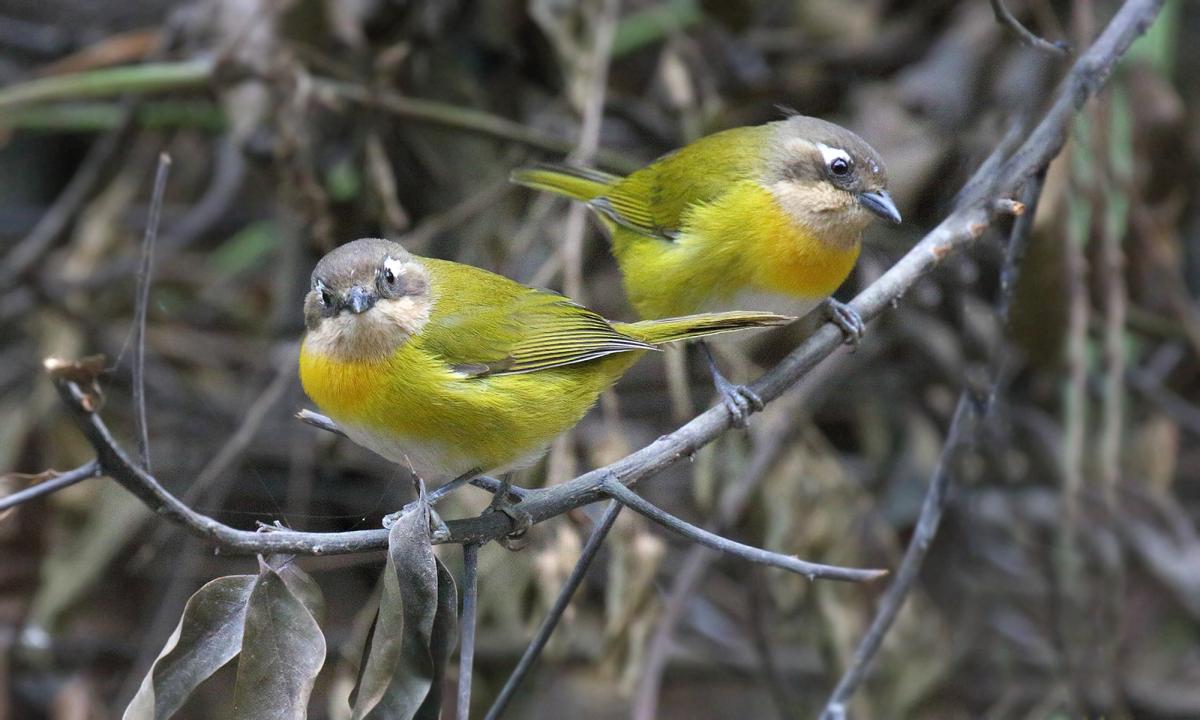 Foto Frutero Yungueño