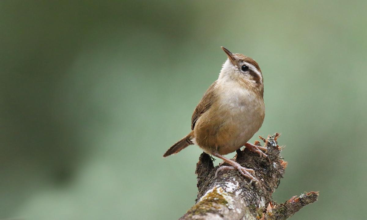 Foto Ratona Ceja Blanca