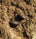 Armadillidium nasatum