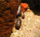 Armadillidium vulgare