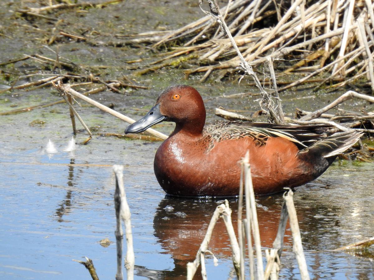 Photo Pato Colorado