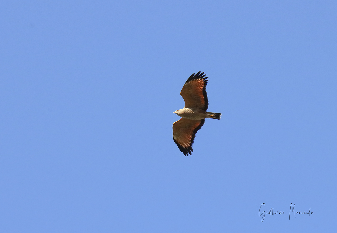 Photo Aguilucho Colorado