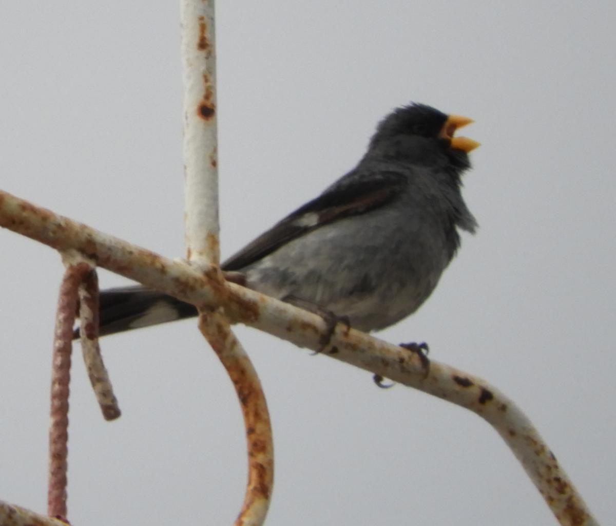 Foto Piquitodeoro Común