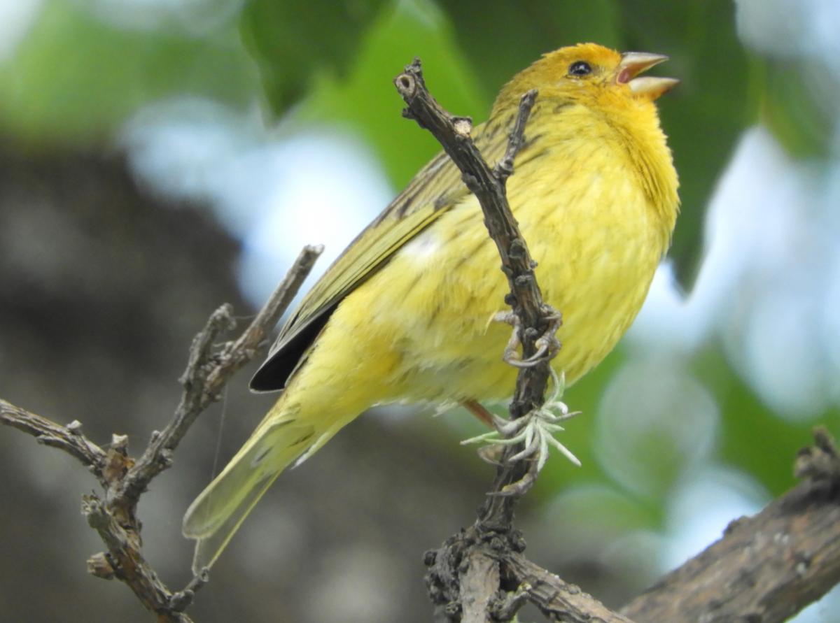 Foto Jilguero Dorado