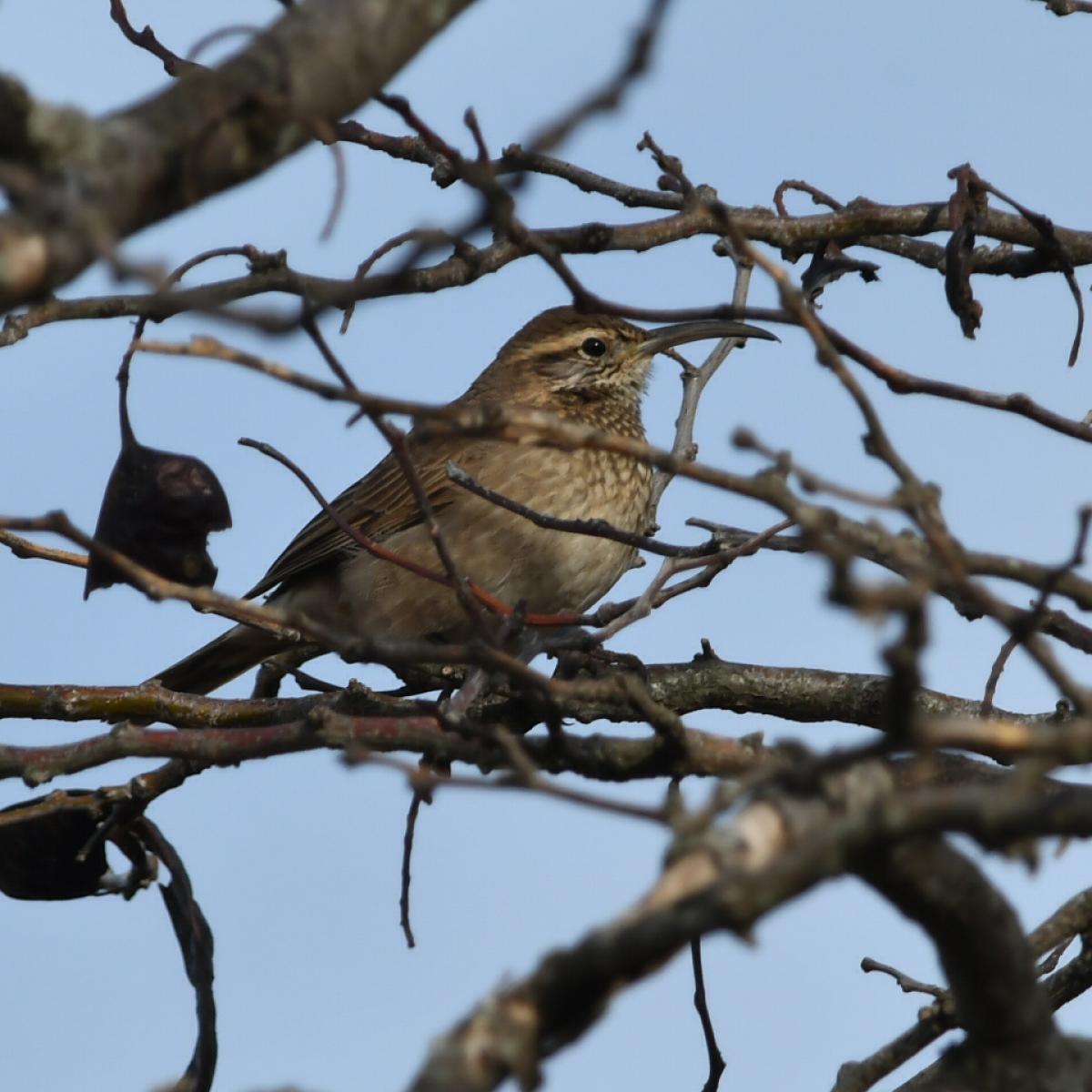 Foto Bandurrita Común
