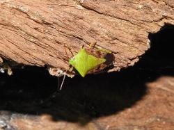  (Hypoxys subrastratus)