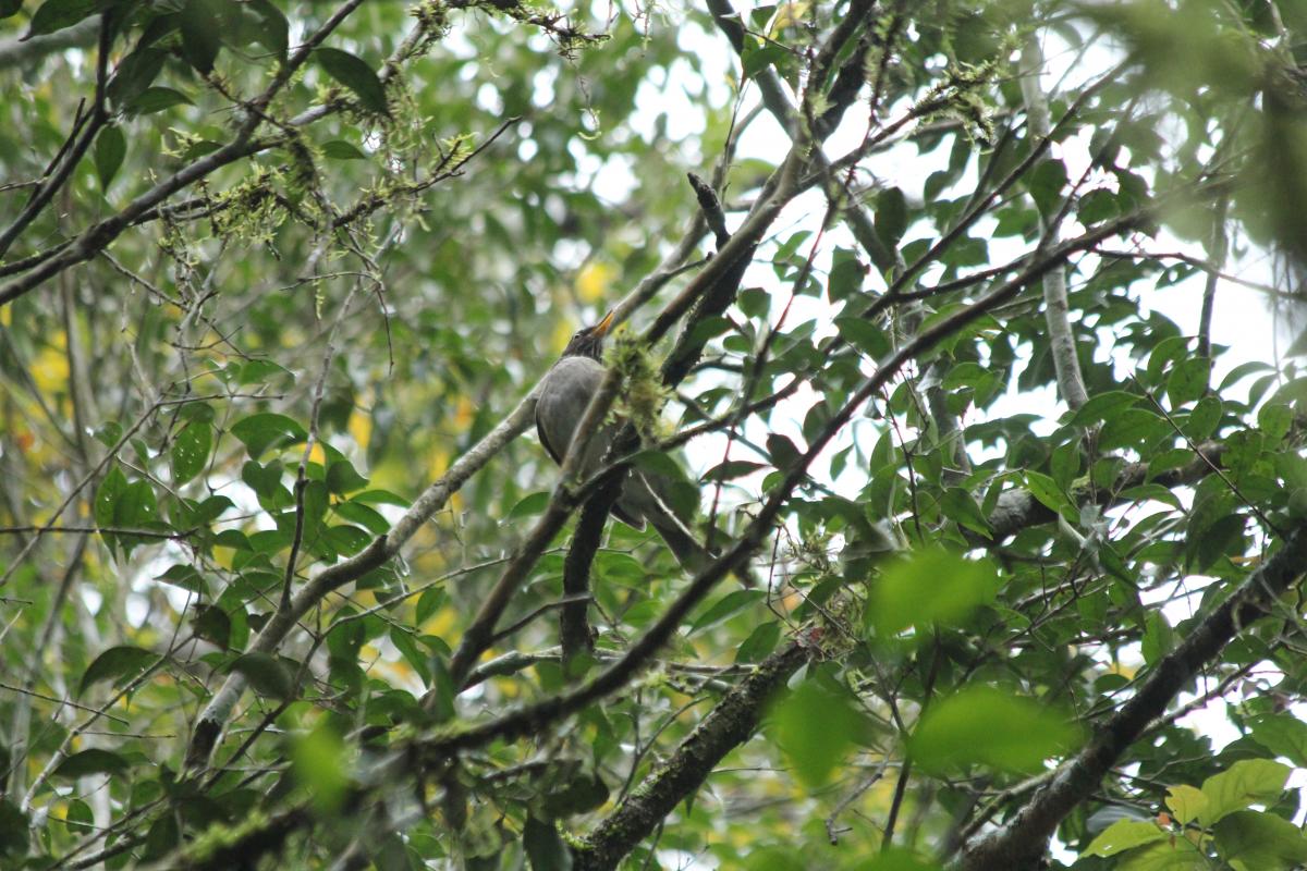 Foto Zorzal Collar Blanco