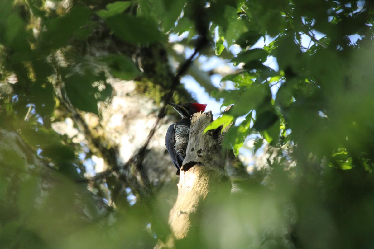 Photo Carpintero Garganta Estriada