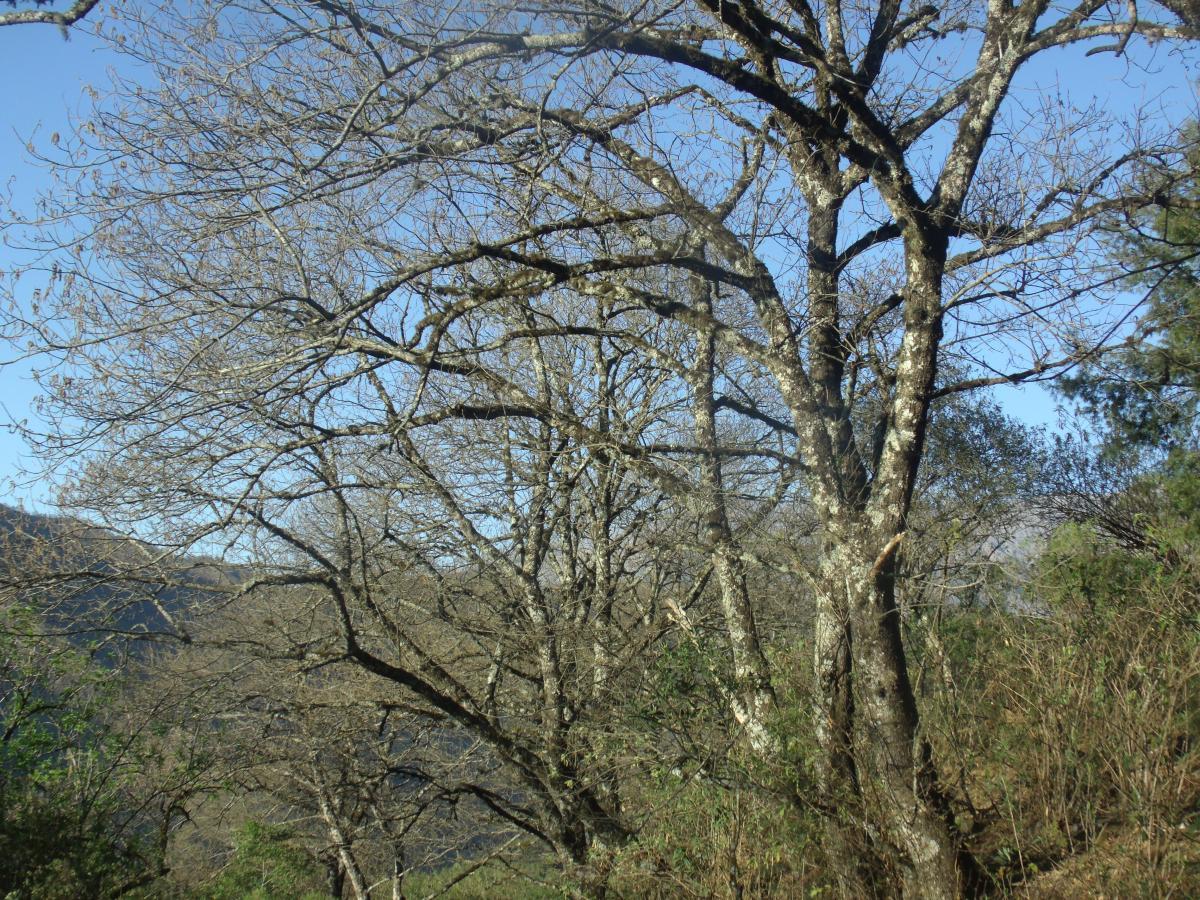 Foto Aliso del Cerro