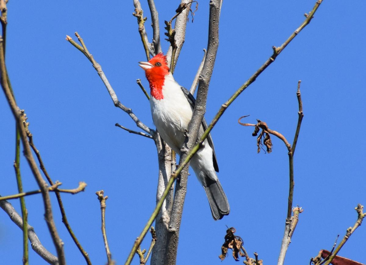 Foto Cardenal Común