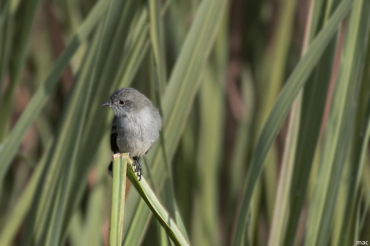 Photo Piojito Gris